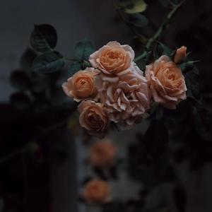 农村高龄老头老女人日逼伦理a片
